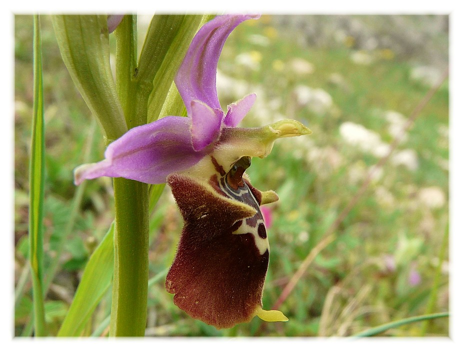 Ophrys apulica